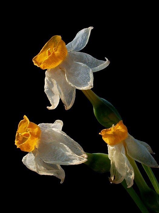 水仙花<br />
