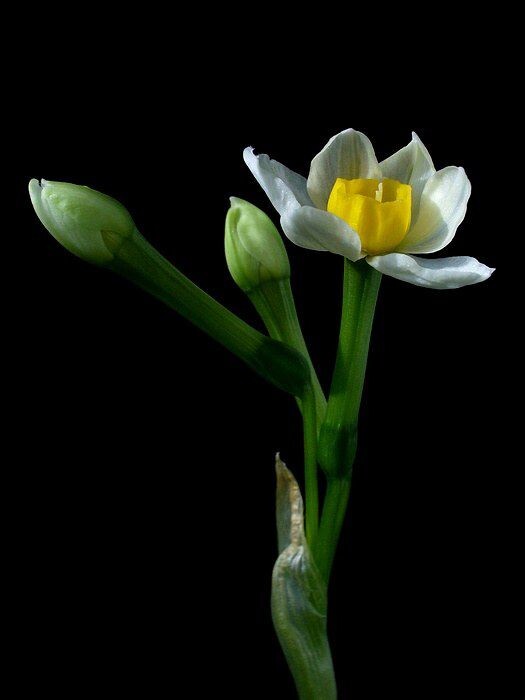 水仙花<br />
