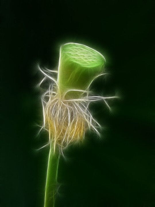 花非花<br />
