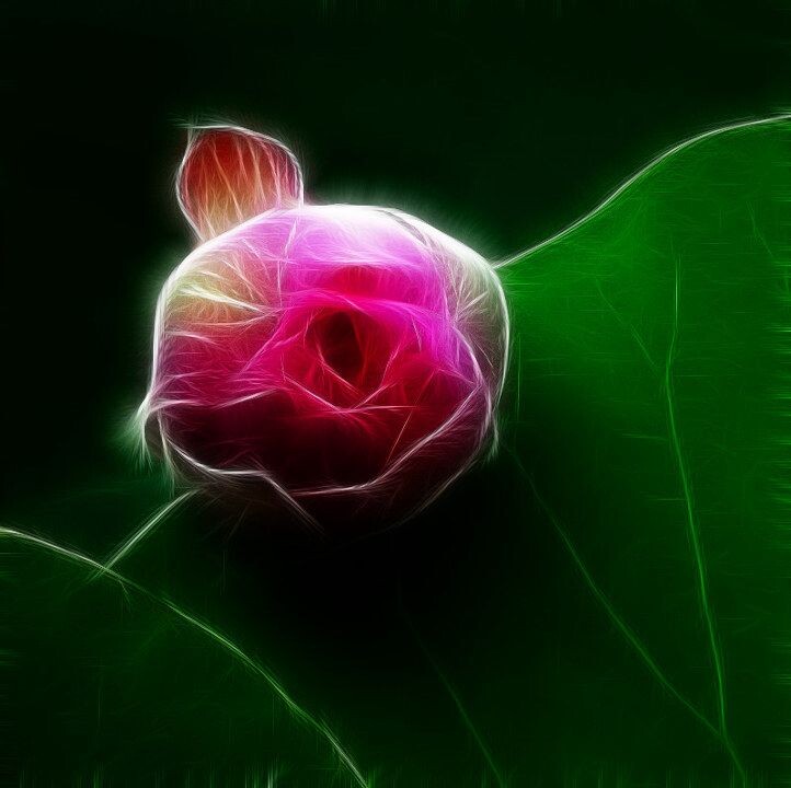 花非花<br />

