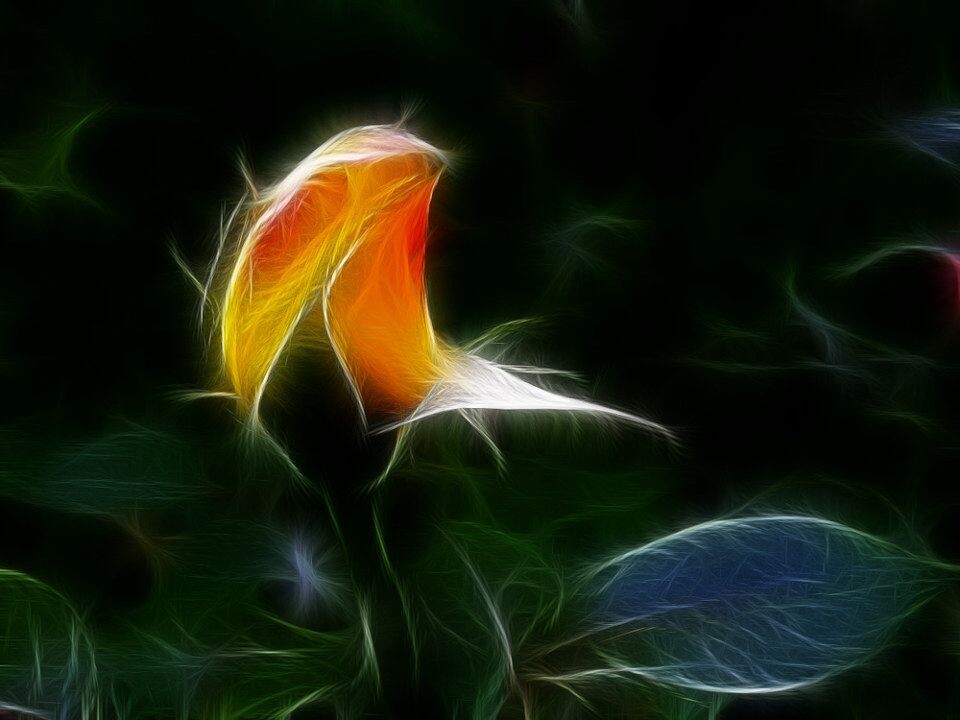 花非花<br />
