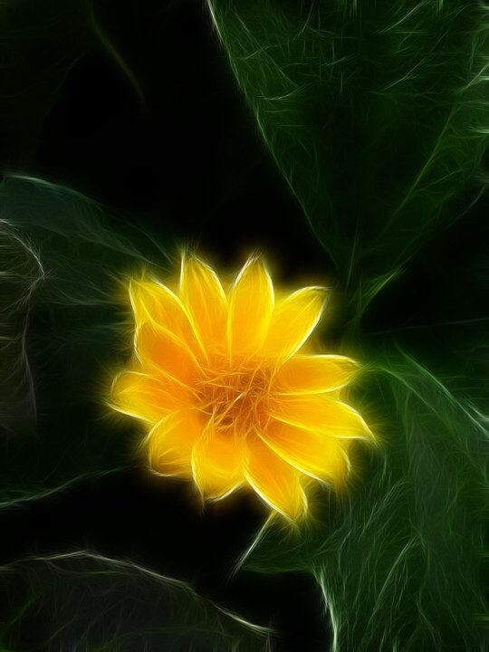 花非花<br />

