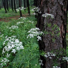 www-IMG_1837_1.jpg
