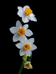 s-ok_DSCN2346.jpg