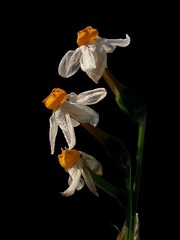 s-IMGP3145.JPG