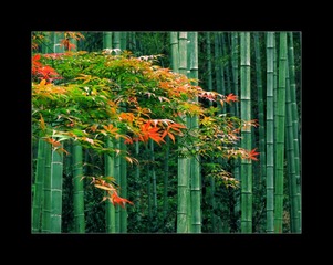 IMG_0863_1