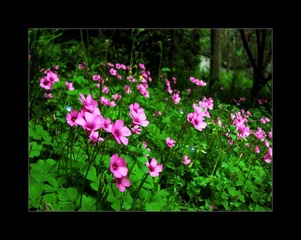 IMG_0917_