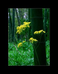 IMG_0985_