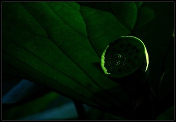 IMG_0333_
