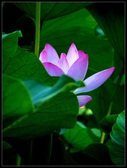 IMG_0335_