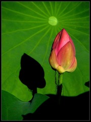 IMG_0351_