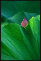 IMG_0365_