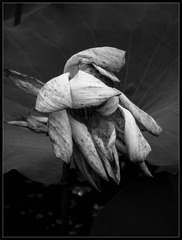IMG_0388_