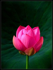 IMG_0409_
