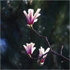 D21BE977-80B2-448E-97D7-AE4DE54EB611/L0/001