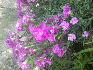 20110626052.jpg