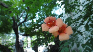 DSC00677.JPG