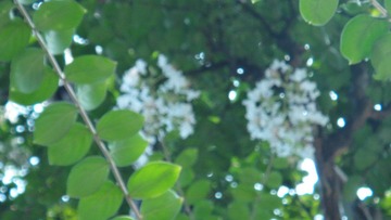 DSC00706.JPG