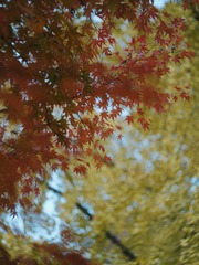 44AC61C5-7334-44CE-9AAF-A5A36A401E86/L0/001
