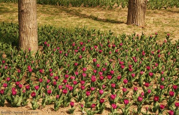 _MG_0007.JPG