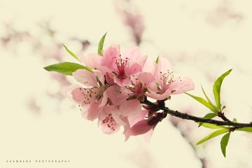 IMG_1958_fnl.jpg