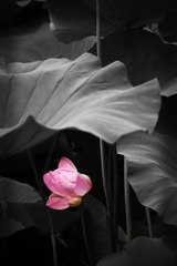 IMG_5977.JPG
