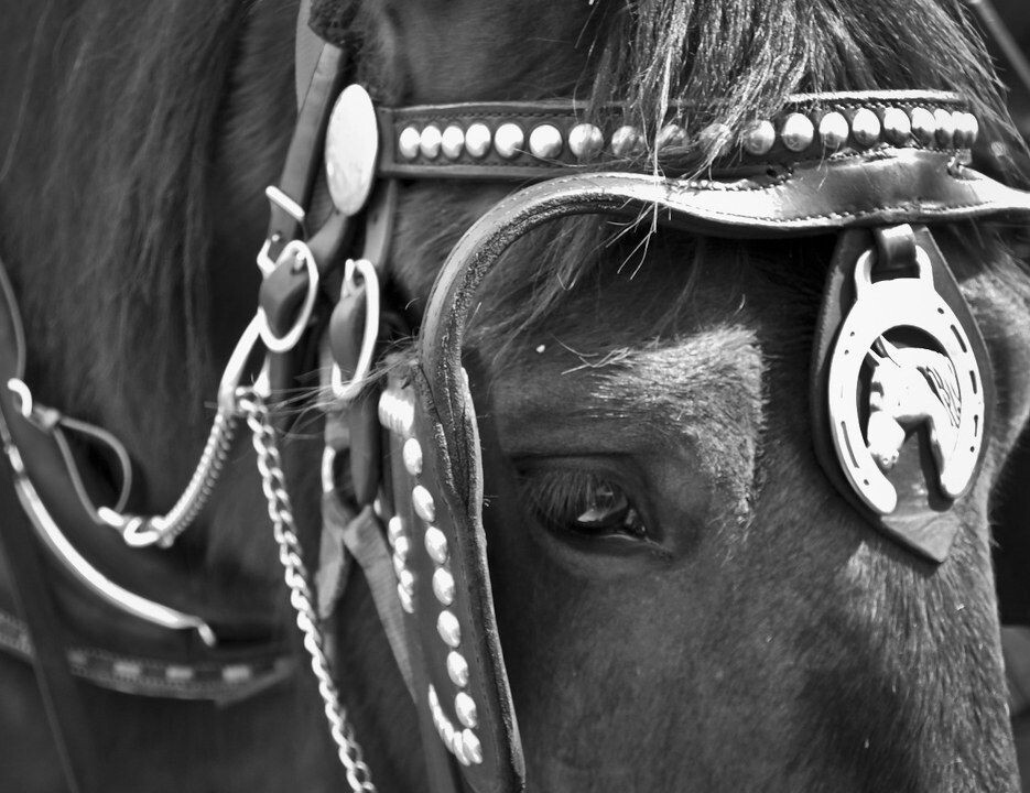 被束缚的马，眼里总是流露着忧郁，我深感同情，上前摸了摸它的额头.