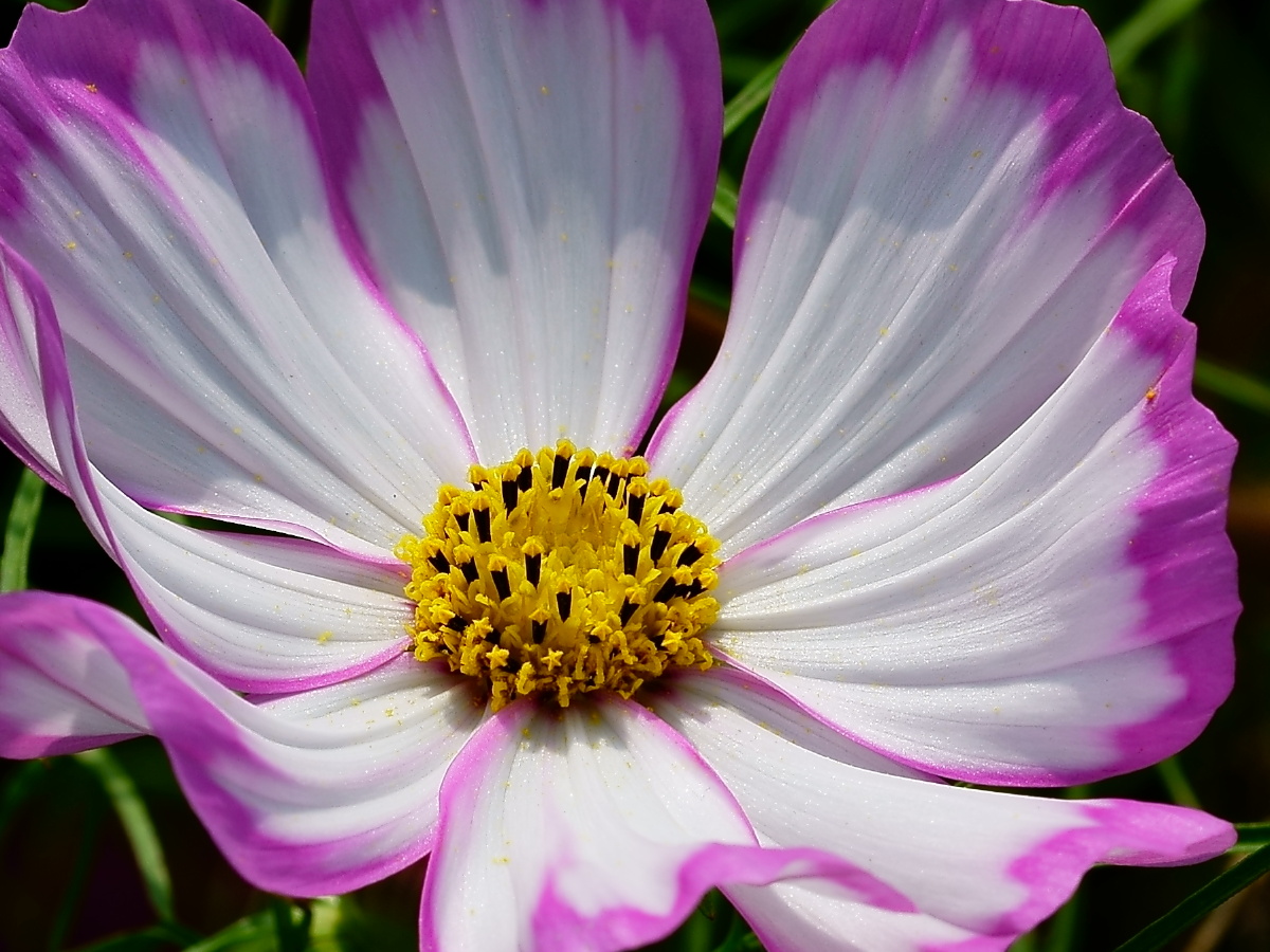 最喜欢这个品种的格桑花.