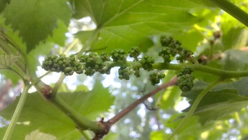 IMG_20130430_173249_