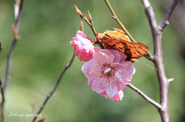 IMG_6690_副本_副本.jpg