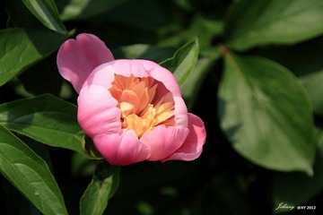 IMG_8007_副本.jpg