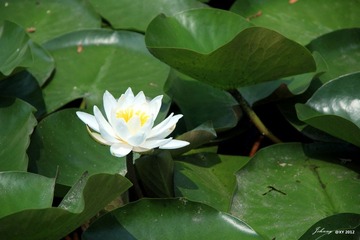 IMG_8198_副本.jpg