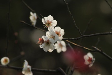 IMG_0140.JPG