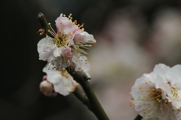 IMG_0078-1-2.jpg