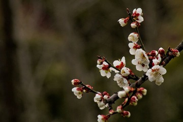 IMG_0112-1.jpg