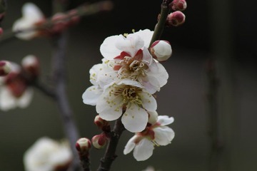 IMG_0119.JPG