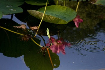 20130709-_MG_3597.jpg