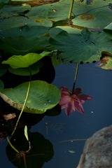 20130709-_MG_3596.jpg