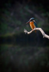 20140220-IMG_4586pp
