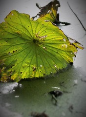 IMG_1931 (2)
