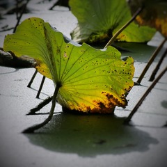 IMG_1935 (2)