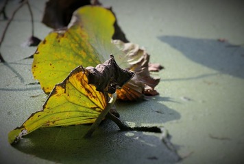 IMG_1936 (2)