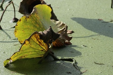 IMG_1936 (3)