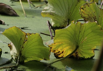 IMG_1944 (2)