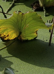 IMG_1948 (2)
