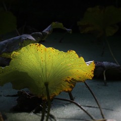 IMG_2085 (2)