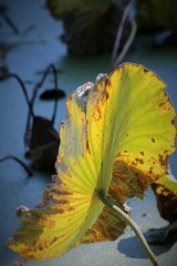 IMG_2088 (2)