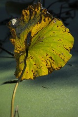 IMG_2091 (2)