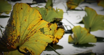 IMG_2097 (2)