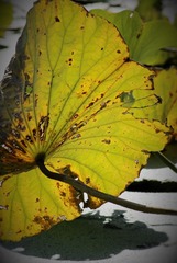 IMG_2099 (2)